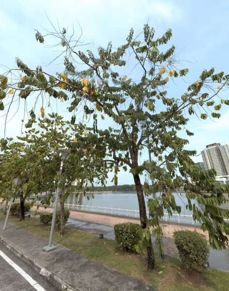 tree photo