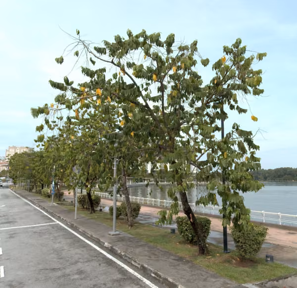 tree photo