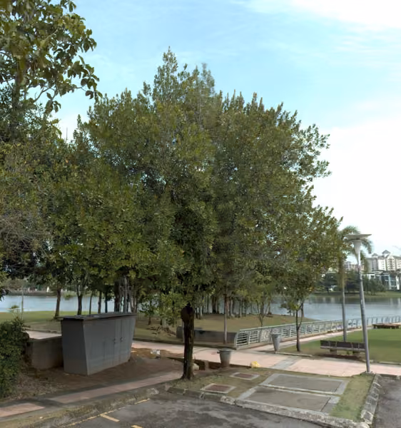 tree photo