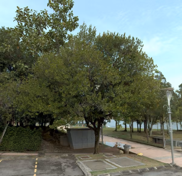 tree photo