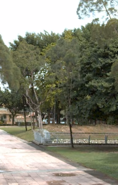 tree photo