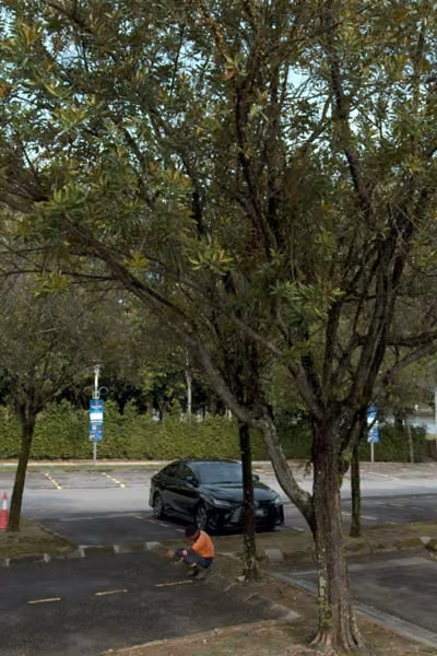tree photo
