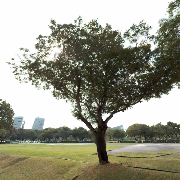 tree photo