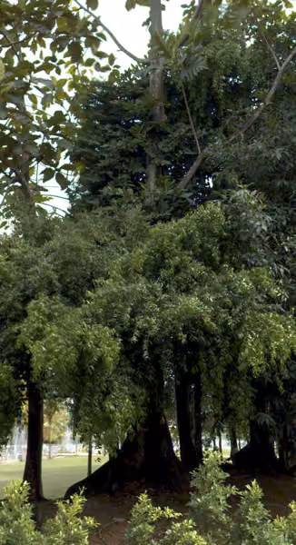 tree photo