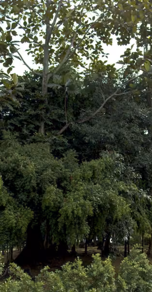 tree photo