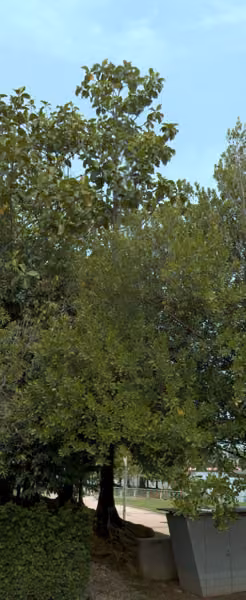 tree photo