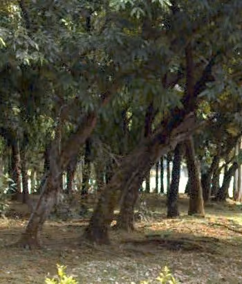 tree photo