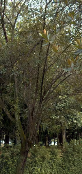 tree photo