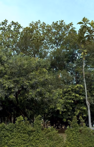 tree photo
