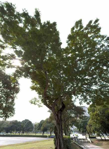tree photo