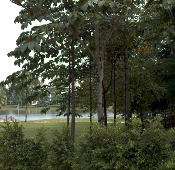 tree photo