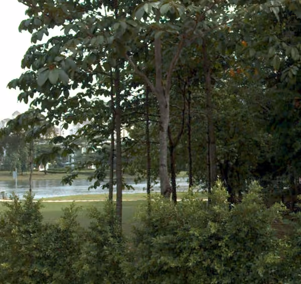 tree photo