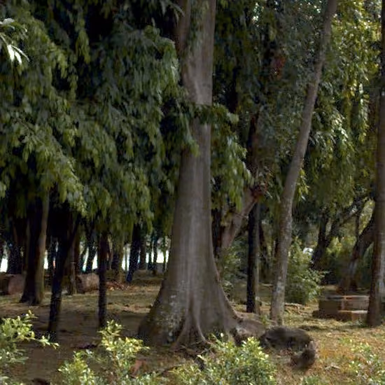 tree photo