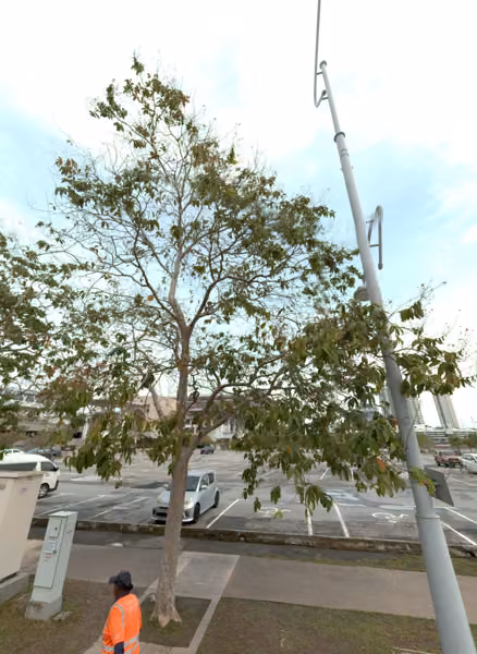 tree photo