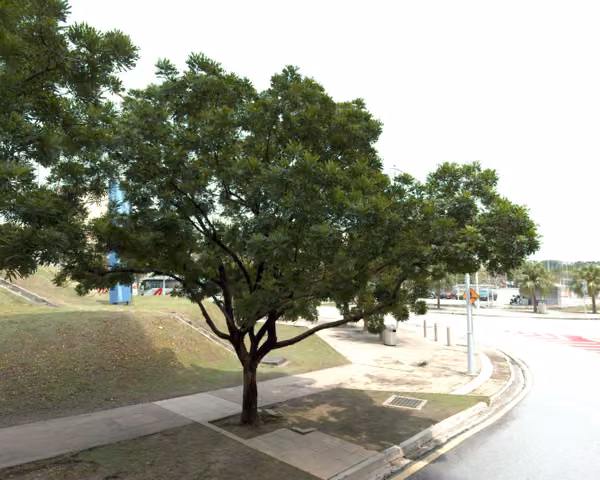 tree photo