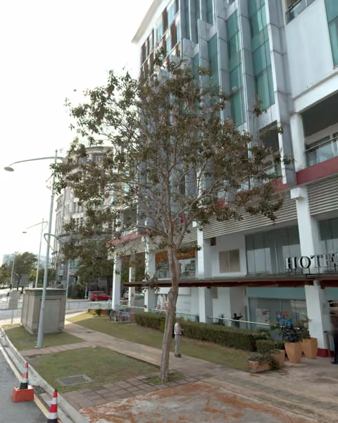 tree photo