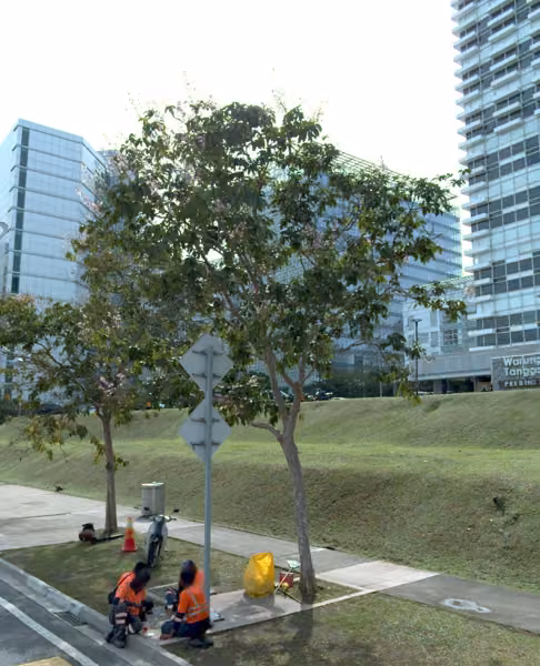 tree photo