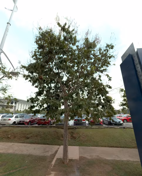 tree photo