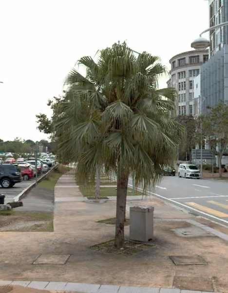 tree photo