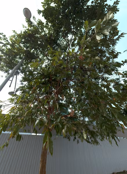 tree photo