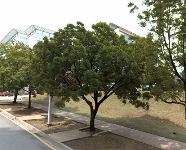 tree photo
