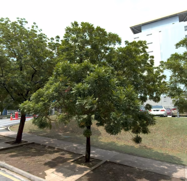 tree photo