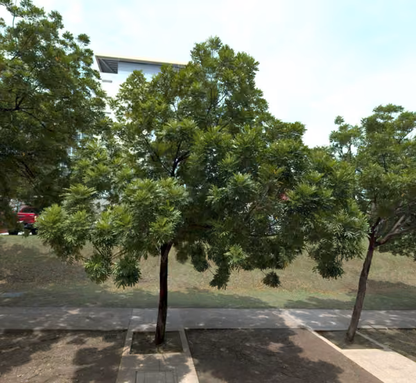 tree photo