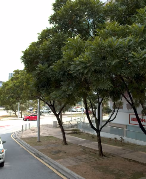 tree photo