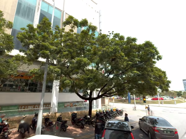 tree photo