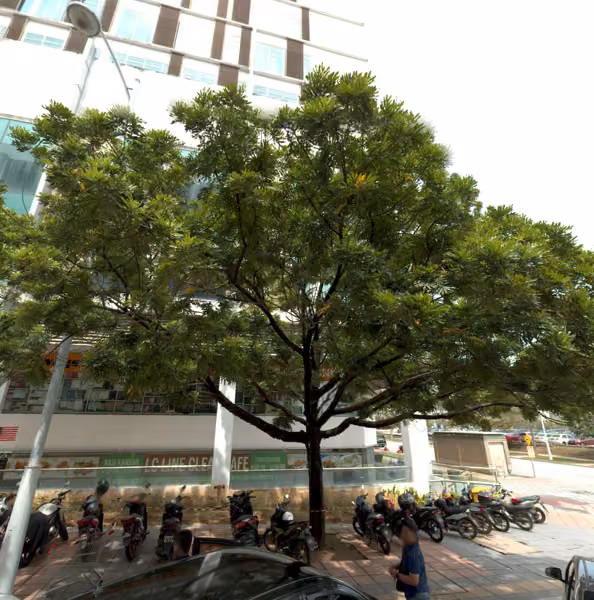 tree photo