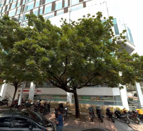 tree photo