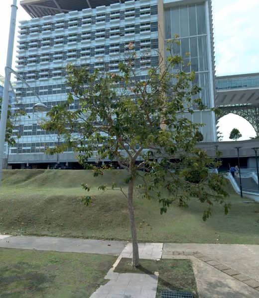 tree photo