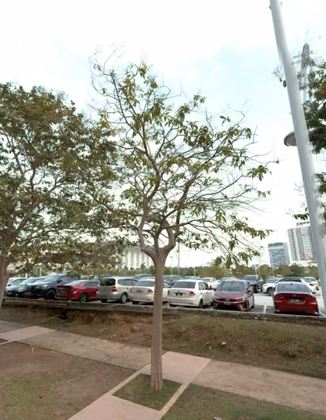 tree photo