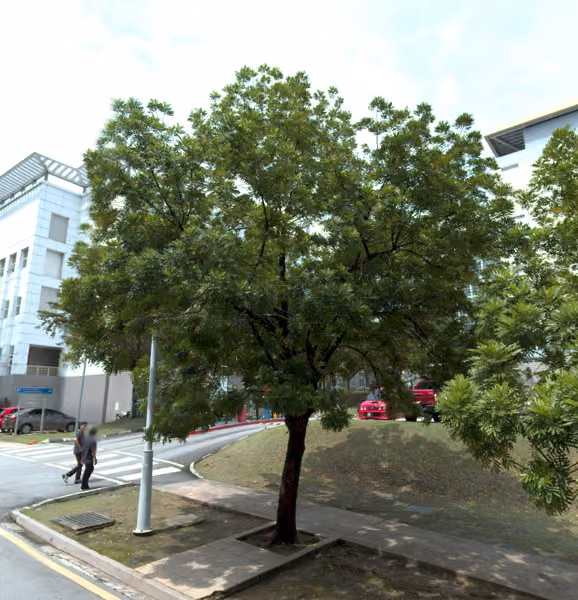 tree photo