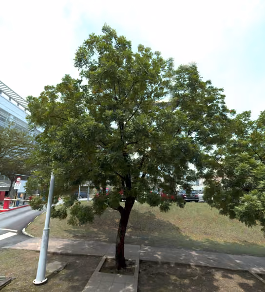 tree photo