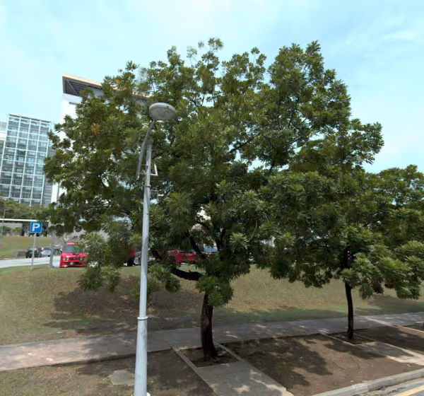 tree photo