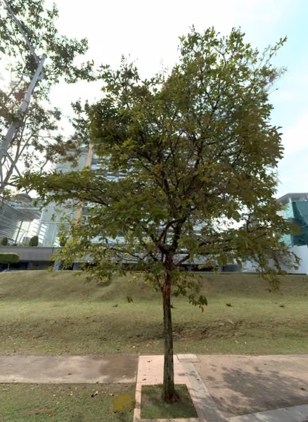 tree photo