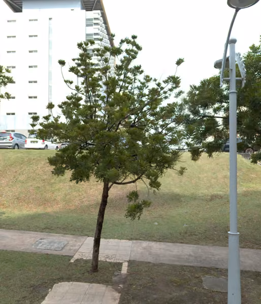 tree photo