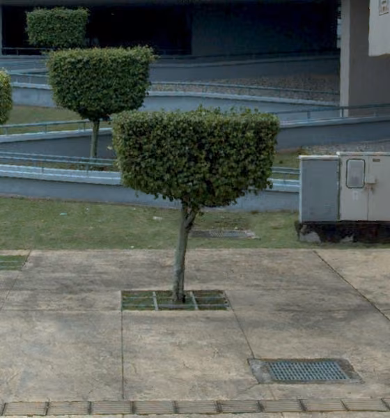 tree photo