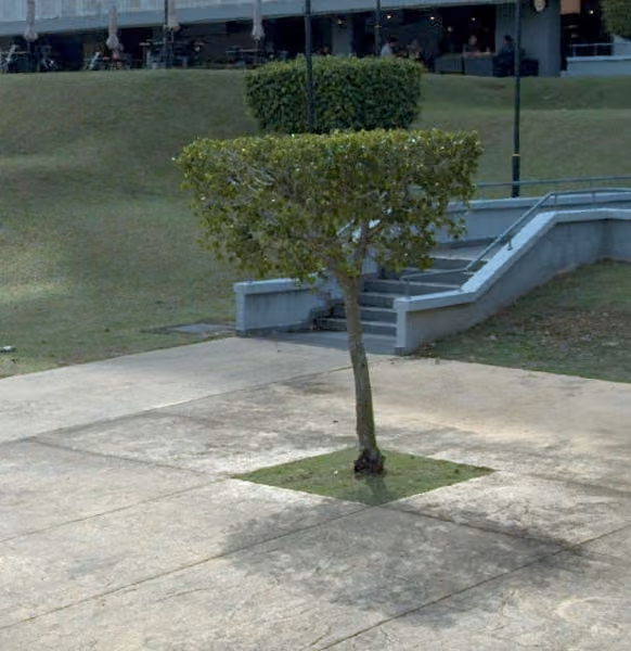 tree photo