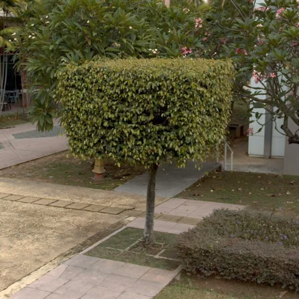 tree photo
