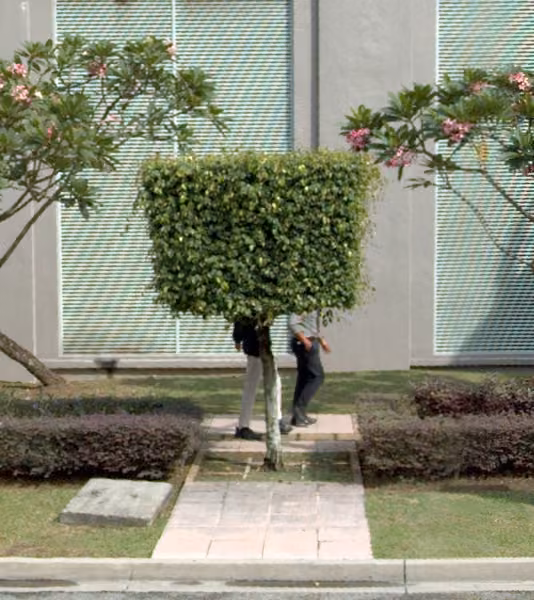 tree photo