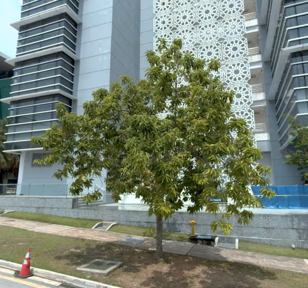tree photo