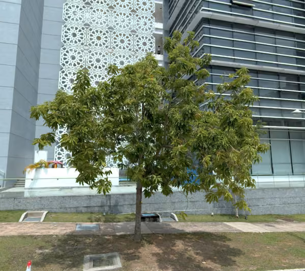 tree photo