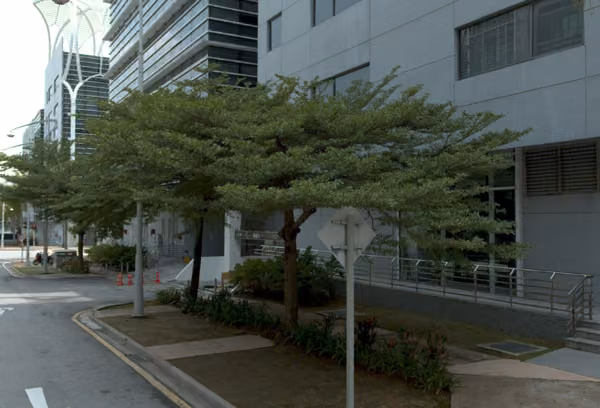 tree photo