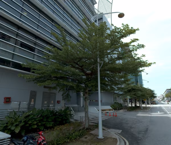 tree photo