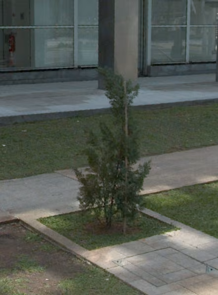 tree photo