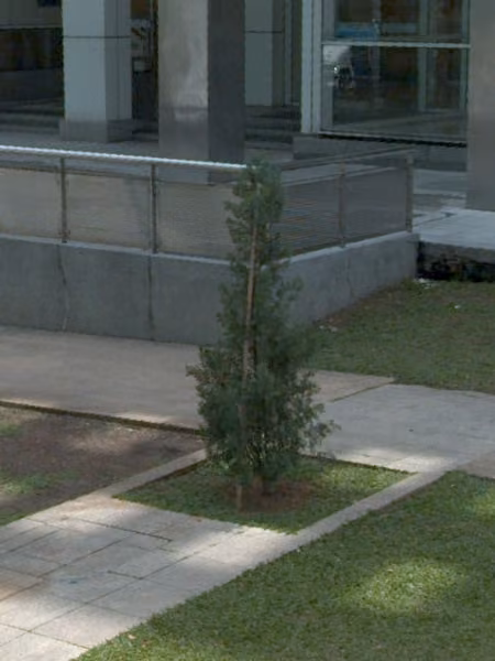 tree photo