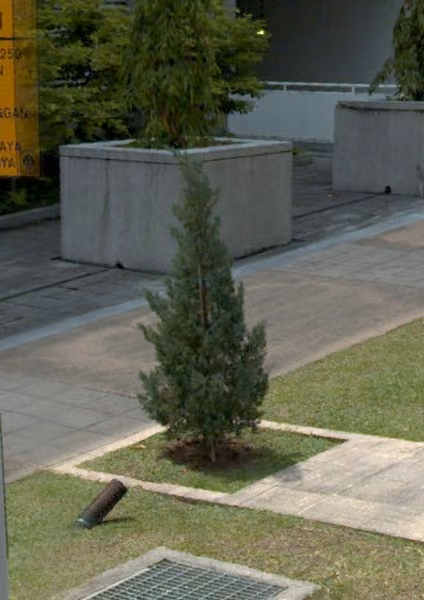 tree photo