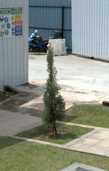 tree photo